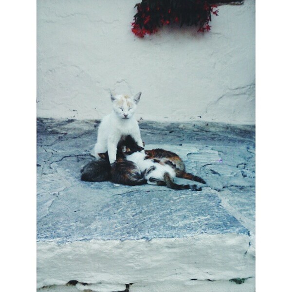 #LIFOPETS (61): Αυτά είναι τα κατοικίδιά μας