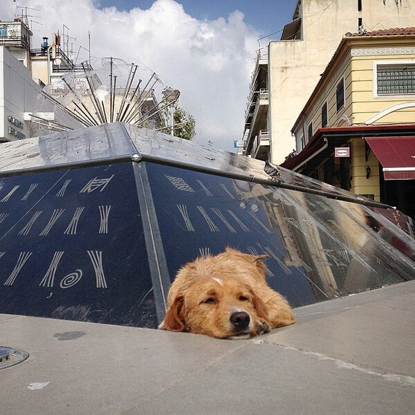 #LIFOPETS (72): Αυτά είναι τα κατοικίδιά μας