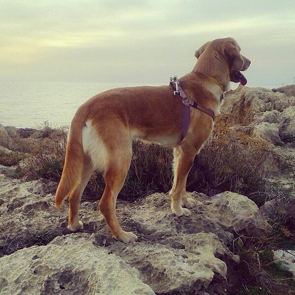 #LIFOPETS (125): Αυτά είναι τα κατοικίδιά μας