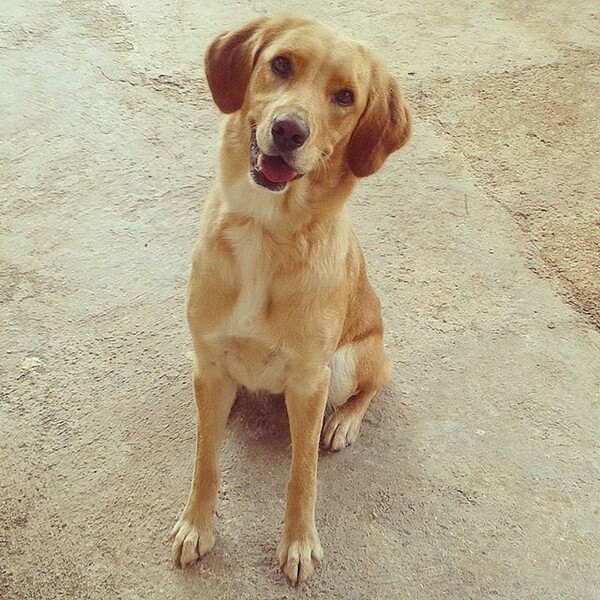 #LIFOPETS (128): Αυτά είναι τα κατοικίδιά μας