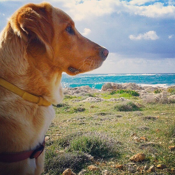#LIFOPETS (92): Αυτά είναι τα κατοικίδιά μας