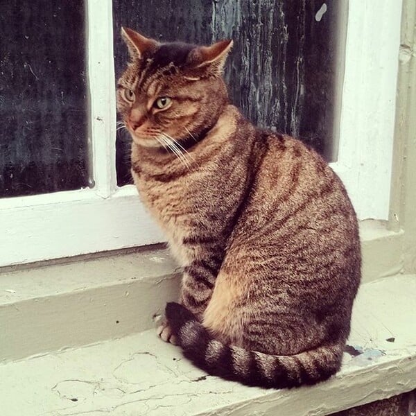 #LIFOPETS (128): Αυτά είναι τα κατοικίδιά μας
