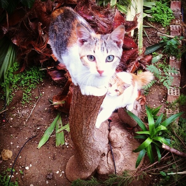 #LIFOPETS (61): Αυτά είναι τα κατοικίδιά μας