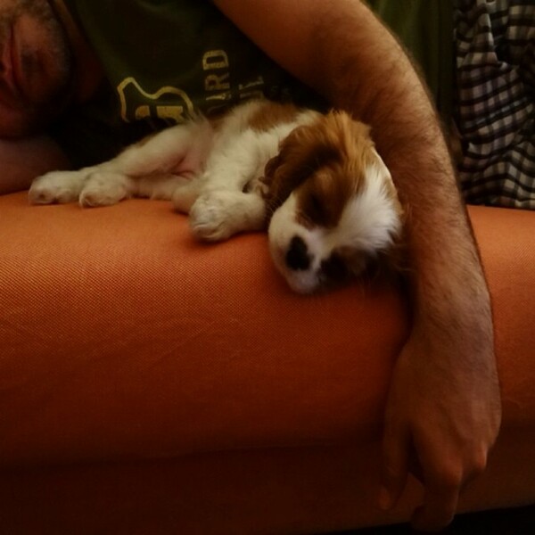 #LIFOPETS (60): Αυτά είναι τα κατοικίδιά μας