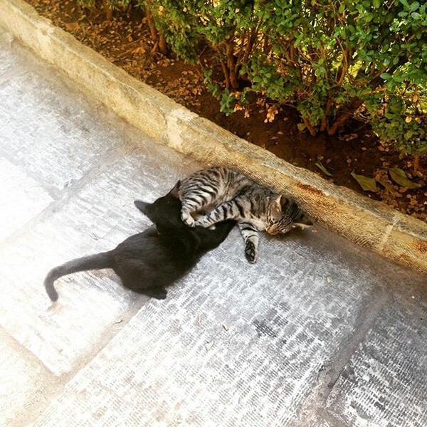 #LIFOPETS (118): Αυτά είναι τα κατοικίδιά μας