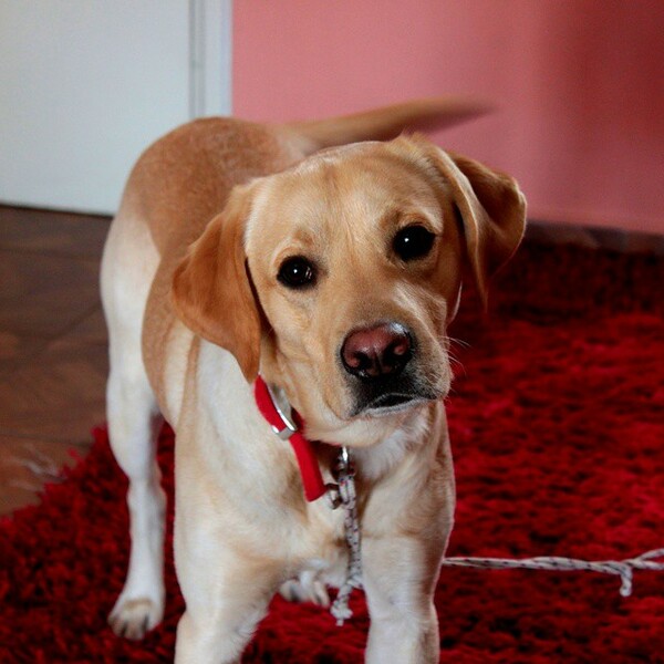 #LIFOPETS (97): Αυτά είναι τα κατοικίδιά μας