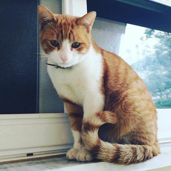 #LIFOPETS (128): Αυτά είναι τα κατοικίδιά μας