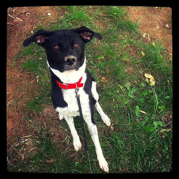 #LIFOPETS (127): Αυτά είναι τα κατοικίδιά μας