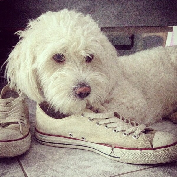 #LIFOPETS(107): Αυτά είναι τα κατοικίδιά μας
