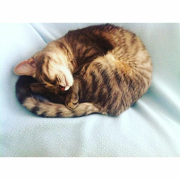 #LIFOPETS (127): Αυτά είναι τα κατοικίδιά μας