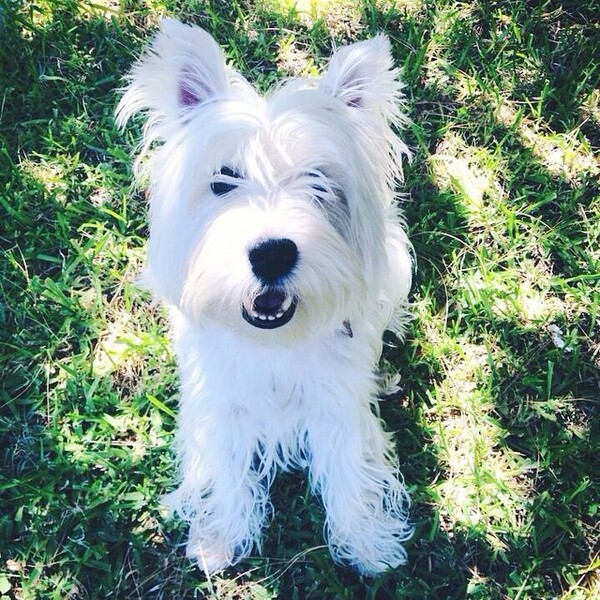 #LIFOPETS (61): Αυτά είναι τα κατοικίδιά μας