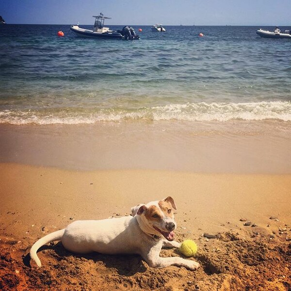 #LIFOPETS (114): Αυτά είναι τα κατοικίδιά μας