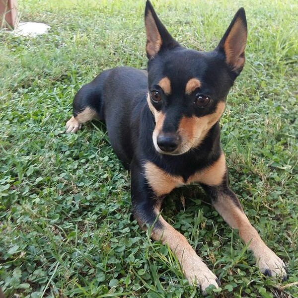 #LIFOPETS (119): Αυτά είναι τα κατοικίδιά μας