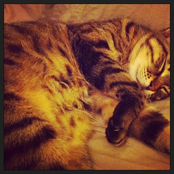 #LIFOPETS (60): Αυτά είναι τα κατοικίδιά μας