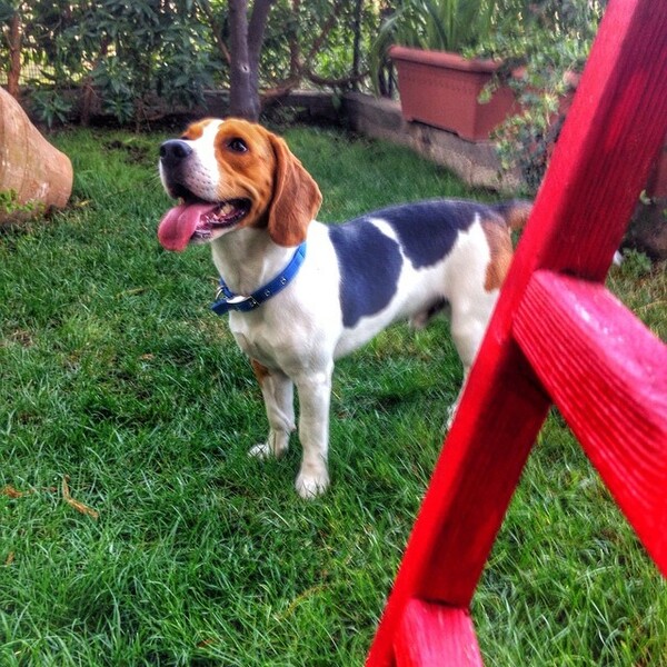 #LIFOPETS (60): Αυτά είναι τα κατοικίδιά μας