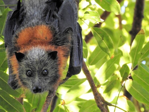 Αυστραλία: Αποικία από χιλιάδες νυχτερίδες προκαλούν χάος στο ηλεκτρικό δίκτυο της Αδελαΐδας