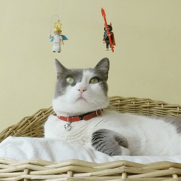 #LIFOPETS(109): Αυτά είναι τα κατοικίδιά μας