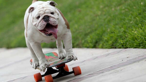 Είναι μπουλντόγκ, λατρεύει το skateboard και μόλις μπήκε στο βιβλίο Γκίνες