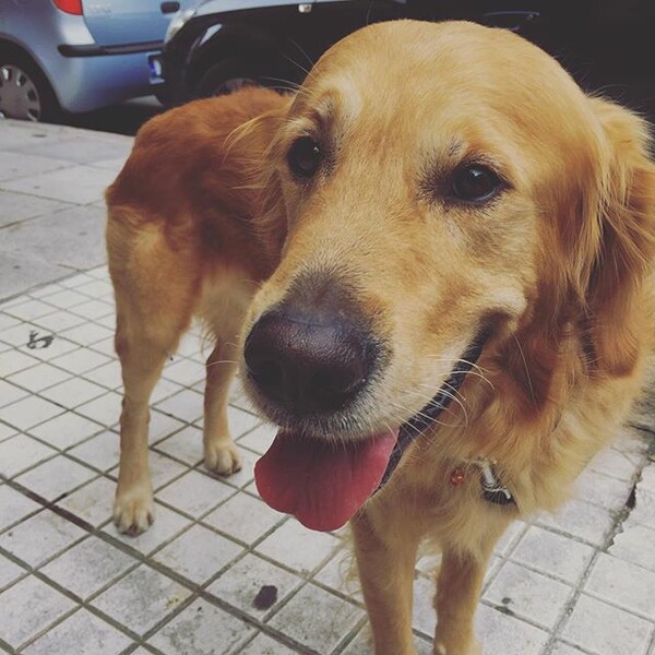 #LIFOPETS (125): Αυτά είναι τα κατοικίδιά μας