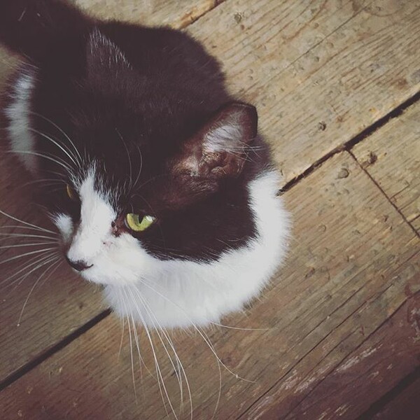 #LIFOPETS (125): Αυτά είναι τα κατοικίδιά μας