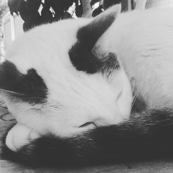 #LIFOPETS (125): Αυτά είναι τα κατοικίδιά μας
