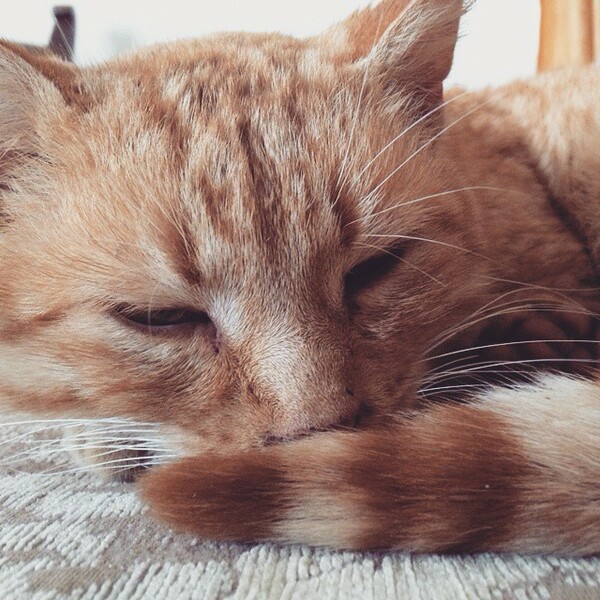 #LIFOPETS (93): Αυτά είναι τα κατοικίδιά μας