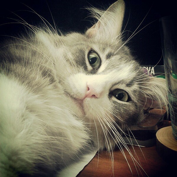 #LIFOPETS (61): Αυτά είναι τα κατοικίδιά μας