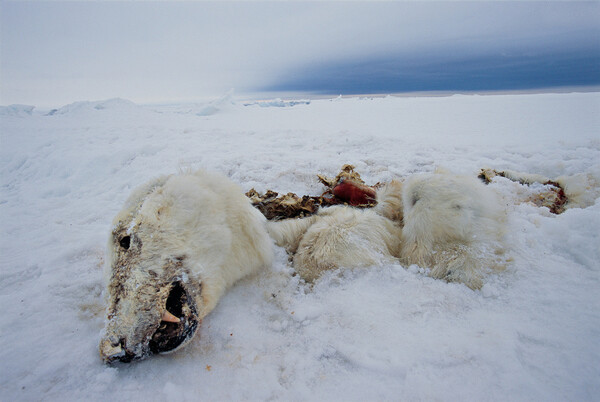Οι πολικές αρκούδες λιμοκτονούν στη Νορβηγία