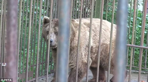 H PETA απελευθέρωσε αρκούδες που ζούσαν φυλακισμένες 20 χρόνια σε ζωολογικό κήπο