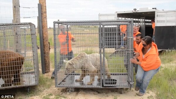 H PETA απελευθέρωσε αρκούδες που ζούσαν φυλακισμένες 20 χρόνια σε ζωολογικό κήπο