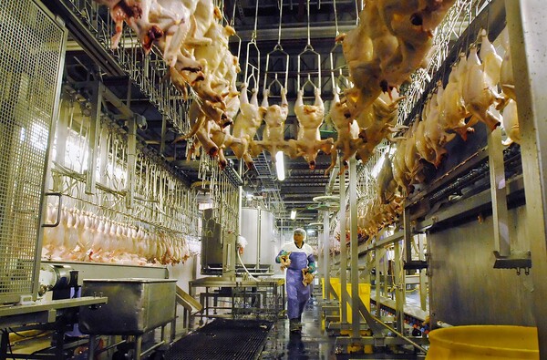 "Ζωές στην ουρά" - Σοκαριστική έρευνα αποκαλύπτει τον εργασιακό Μεσαίωνα στην κολοσσιαία βιομηχανική παραγωγή πουλερικών