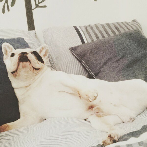 #LIFOPETS(106): Αυτά είναι τα κατοικίδιά μας