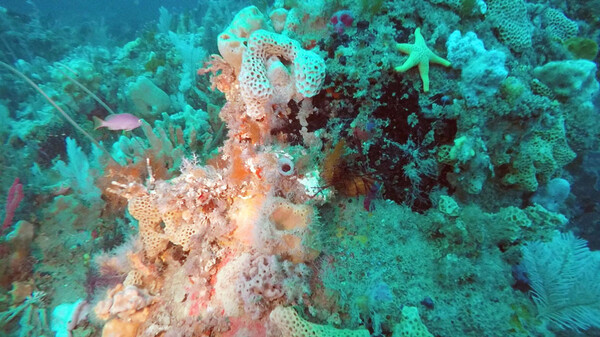 Ένας σπάνιας ομορφιάς κοραλλιογενής ύφαλος μόλις ανακαλύφθηκε