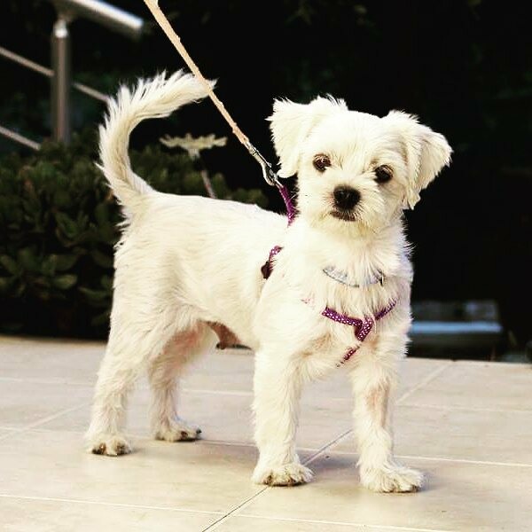 #LIFOPETS (116): Αυτά είναι τα κατοικίδιά μας