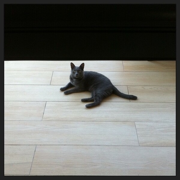 #LIFOPETS (60): Αυτά είναι τα κατοικίδιά μας
