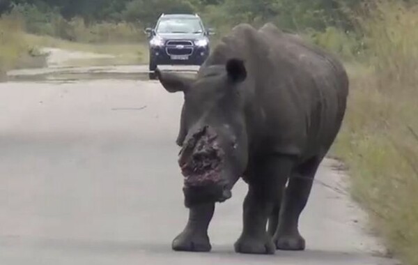 Τουρίστες κινηματογράφησαν απίστευτη βαρβαρότητα σε ρινόκερο [ΣΚΛΗΡΕΣ ΕΙΚΟΝΕΣ]