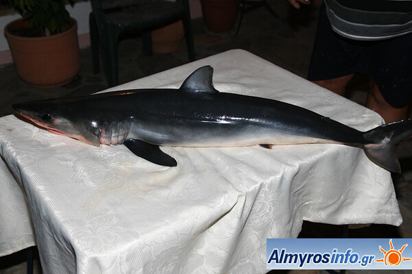 Μικρός καρχαρίας στα δίχτυα ψαρά στο Βόλο - Ανησυχία πως η μητέρα του είναι στα νερά του Παγασητικού