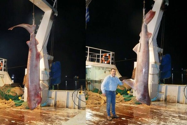 Καρχαρίας 5 μέτρων πιάστηκε στην Εύβοια