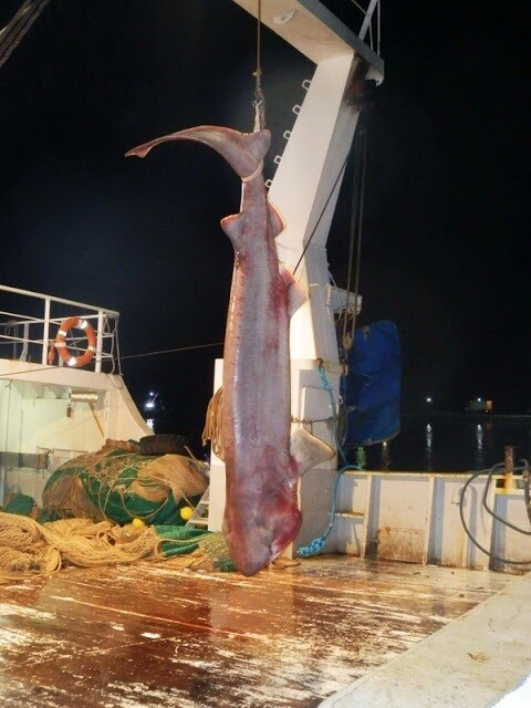 Καρχαρίας 5 μέτρων πιάστηκε στην Εύβοια