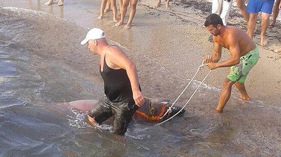 Ψαράς έπιασε σκυλόψαρο τριών μέτρων στη Χαλκιδική