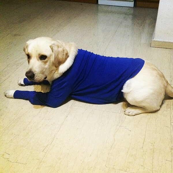 #LIFOPETS (75): Αυτά είναι τα κατοικίδιά μας