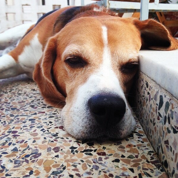#LIFOPETS (60): Αυτά είναι τα κατοικίδιά μας
