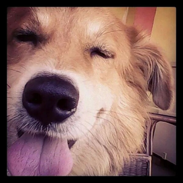#LIFOPETS (67): Αυτά είναι τα κατοικίδιά μας