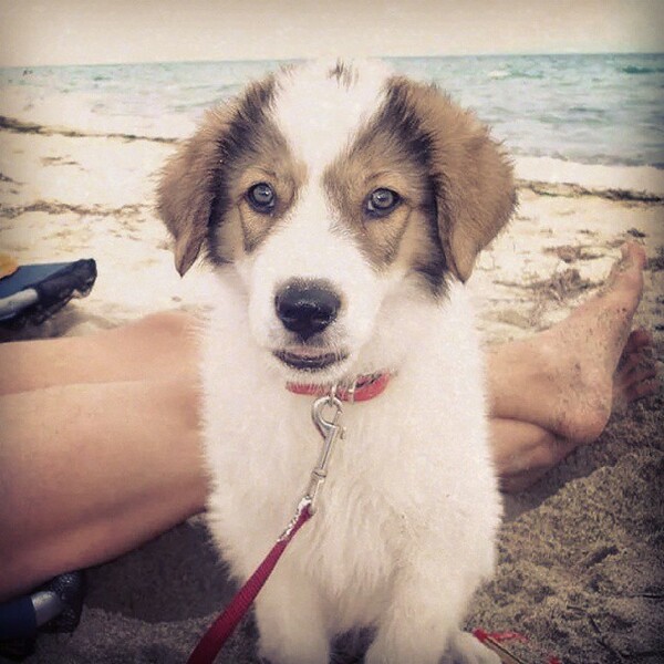 #LIFOPETS (61): Αυτά είναι τα κατοικίδιά μας