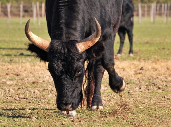 Πανικός σε χωριό των Τρικάλων από μαινόμενο ταύρο