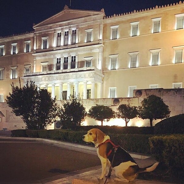 #LIFOPETS (128): Αυτά είναι τα κατοικίδιά μας
