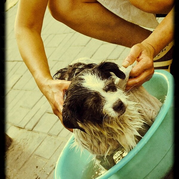 #LIFOPETS(85): Αυτά είναι τα κατοικίδιά μας