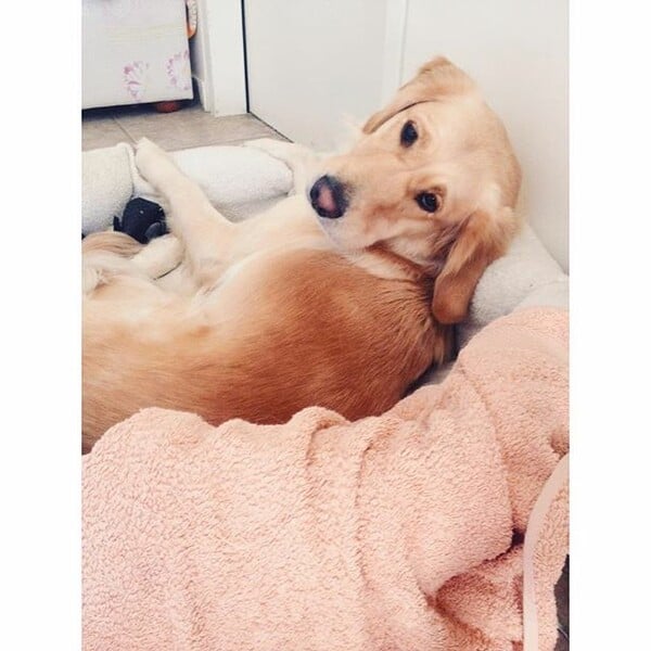 #LIFOPETS (128): Αυτά είναι τα κατοικίδιά μας