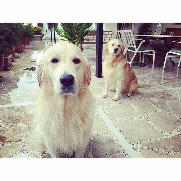 #LIFOPETS (125): Αυτά είναι τα κατοικίδιά μας