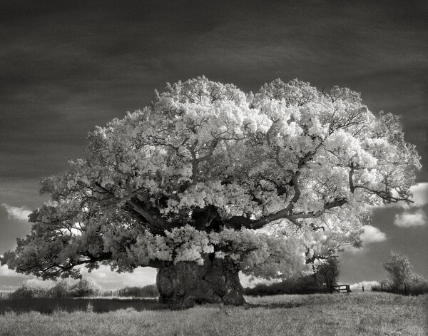 Τα πιο σπάνια, όμορφα και αλλόκοτα δένδρα του κόσμου